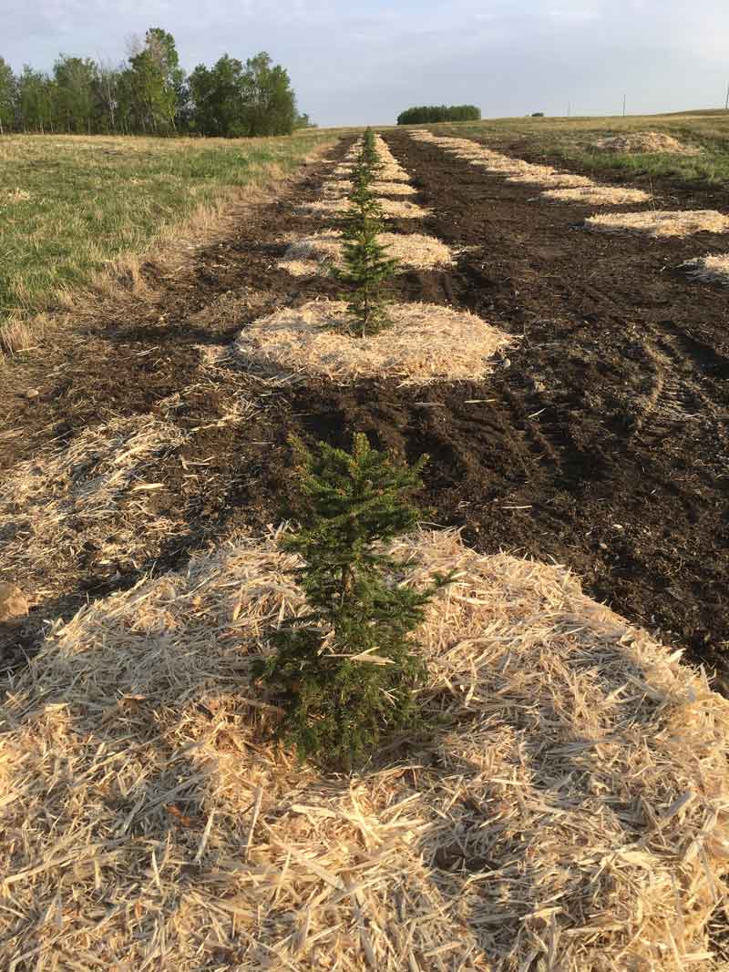 cyc-shelter-belt-feature-for-acreage-page